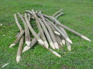 Preparacion_de_suelos_para_el_establecimiento_de