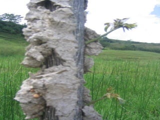 Preparacion_de_suelos_para_el_establecimiento_de