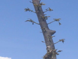 Preparacion_de_suelos_para_el_establecimiento_de