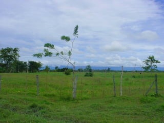 Preparacion_de_suelos_para_el_establecimiento_de