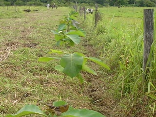 Preparacion_de_suelos_para_el_establecimiento_de