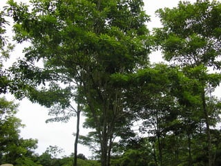 Preparacion_de_suelos_para_el_establecimiento_de