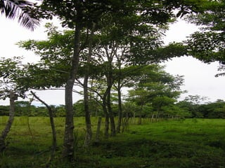 Preparacion_de_suelos_para_el_establecimiento_de