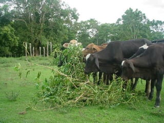 Preparacion_de_suelos_para_el_establecimiento_de