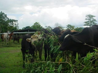 Preparacion_de_suelos_para_el_establecimiento_de