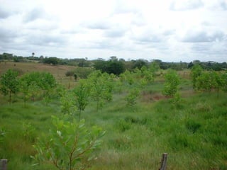 Preparacion_de_suelos_para_el_establecimiento_de
