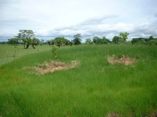 Preparacion_de_suelos_para_el_establecimiento_de