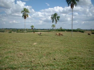 Preparacion_de_suelos_para_el_establecimiento_de