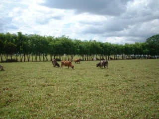 Preparacion_de_suelos_para_el_establecimiento_de