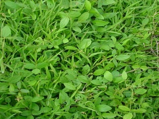 Preparacion_de_suelos_para_el_establecimiento_de