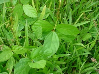 Preparacion_de_suelos_para_el_establecimiento_de