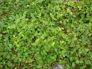 Preparacion_de_suelos_para_el_establecimiento_de