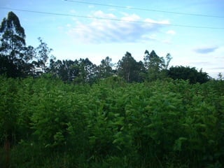 Preparacion_de_suelos_para_el_establecimiento_de