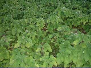 Preparacion_de_suelos_para_el_establecimiento_de