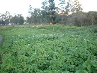 Preparacion_de_suelos_para_el_establecimiento_de