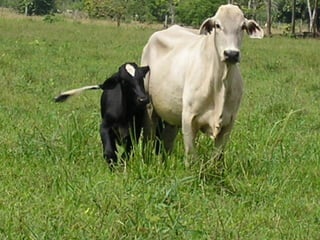 Preparacion_de_suelos_para_el_establecimiento_de