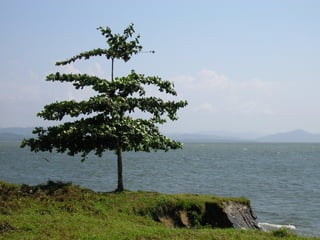 Preparacion_de_suelos_para_el_establecimiento_de