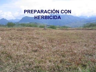 PREPARACIÓN CON 
HERBICIDA 
 