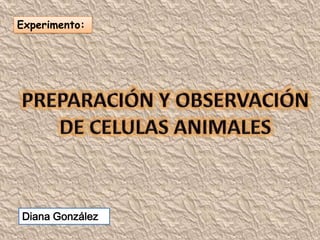 Experimento: PREPARACIÓN Y OBSERVACIÓN DE CELULAS ANIMALES Diana González 