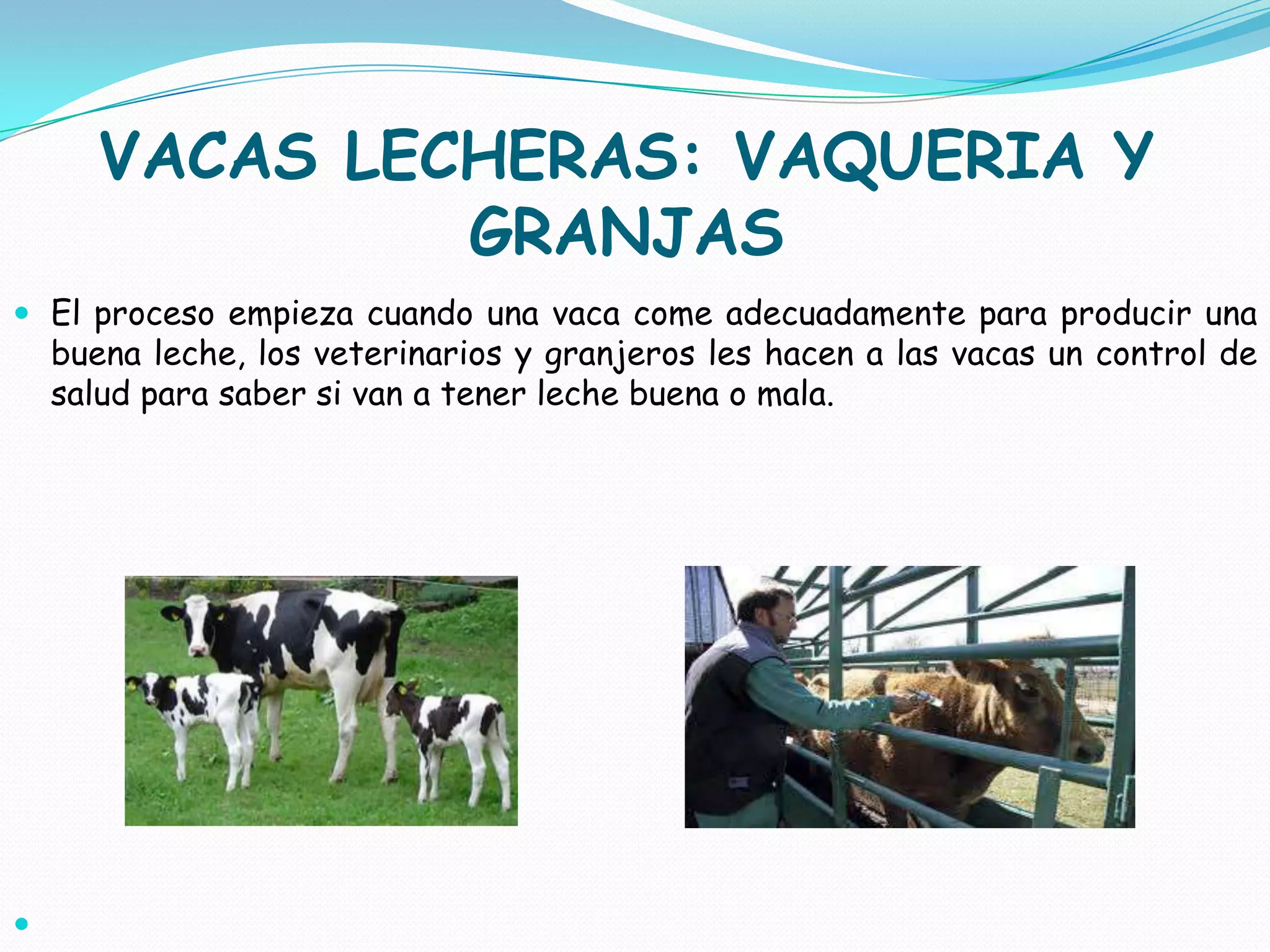 VACAS LECHERAS: VAQUERIA Y
GRANJAS
El proceso empieza cuando una vaca come adecuadamente para producir una
buena leche, los veterinarios y granjeros les hacen a las vacas un control de
salud para saber si van a tener leche buena o mala.
