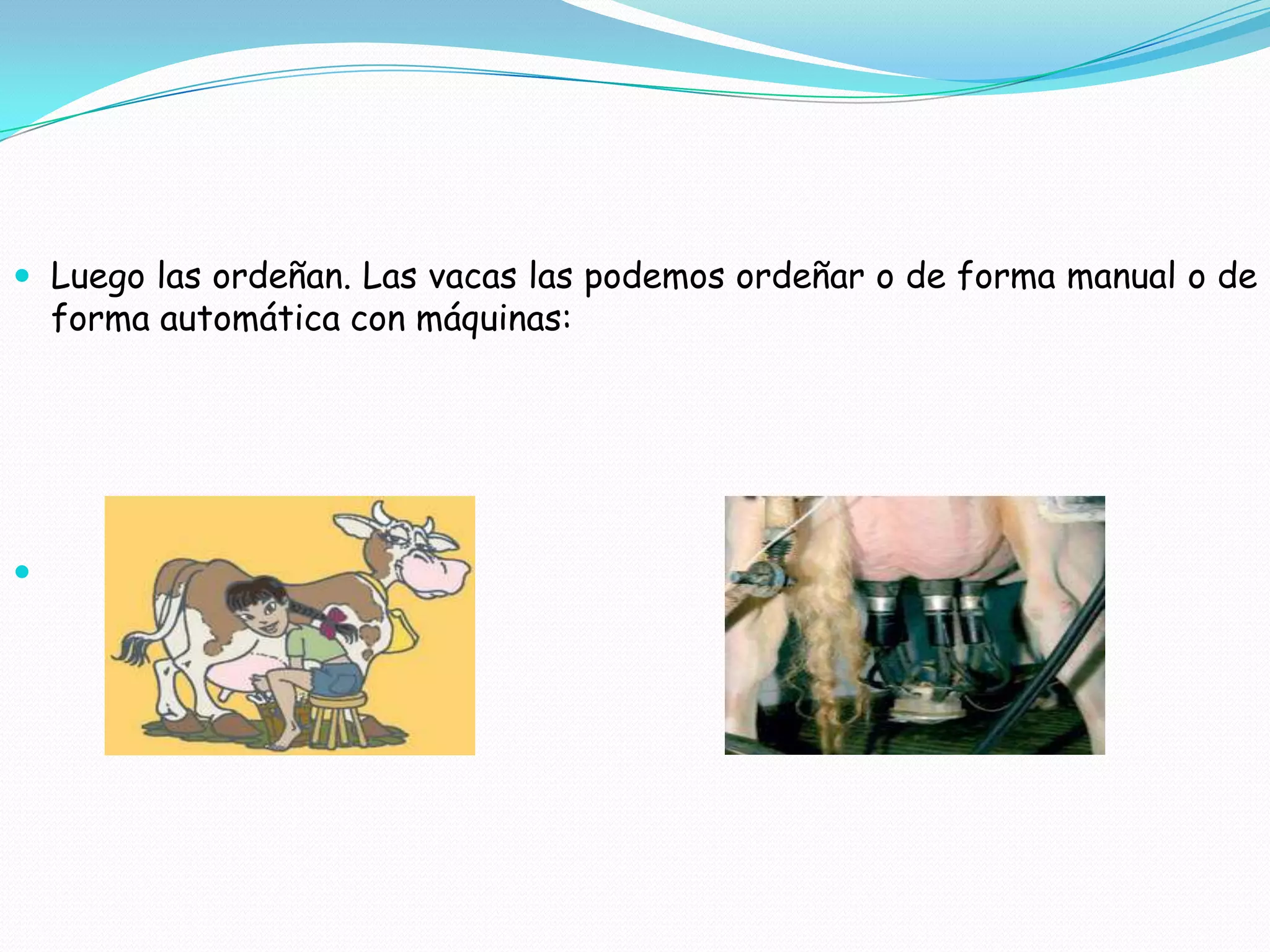  Luego las ordeñan. Las vacas las podemos ordeñar o de forma manual o de
forma automática con máquinas:
