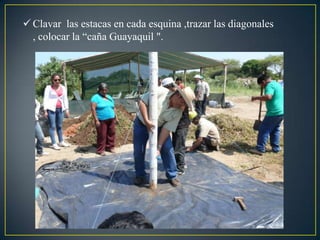  Clavar las estacas en cada esquina ,trazar las diagonales
, colocar la “caña Guayaquil ".
 