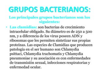 GRUPOS BACTERIANOS:
  Los principales grupos bacterianos son los
                     siguientes:
• Las clamidias: son bac...