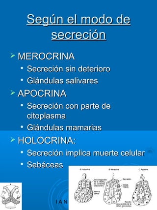 Preparación examen histología 1 | PPT