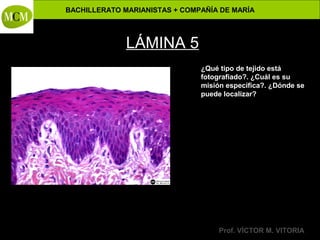 BACHILLERATO MARIANISTAS + COMPAÑÍA DE MARÍA

Anatomía y Fisiología Humanas -

LÁMINA 5
¿Qué tipo de tejido está
fotografiado?. ¿Cuál es su
misión específica?. ¿Dónde se
puede localizar?

Prof. VÍCTOR M. VITORIA

 