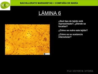 BACHILLERATO MARIANISTAS + COMPAÑÍA DE MARÍA

Anatomía y Fisiología Humanas -

LÁMINA 6
¿Qué tipo de tejido está
representado?. ¿Dónde se
localiza?
¿Cómo se nutre este tejido?
¿Cómo es su sustancia
intercelular?

Prof. VÍCTOR M. VITORIA

 