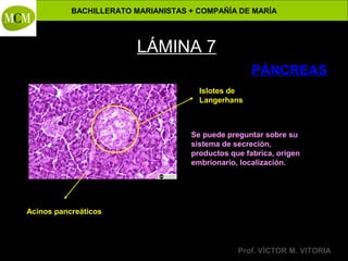 BACHILLERATO MARIANISTAS + COMPAÑÍA DE MARÍA

LÁMINA 7
PÁNCREAS
Islotes de
Langerhans

Se puede preguntar sobre su
sistema de secreción,
productos que fabrica, origen
embrionario, localización.

Acinos pancreáticos

Anatomía y Fisiología Humanas -

Prof. VÍCTOR M. VITORIA

 