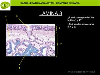 BACHILLERATO MARIANISTAS + COMPAÑÍA DE MARÍA

4

LÁMINA 8

5

¿A qué corresponden los
tejidos 1 y 2?
¿Qué son las estructuras
3, 4 y 5?

1

2

3

Anatomía y Fisiología Humanas -

Prof. VÍCTOR M. VITORIA

 