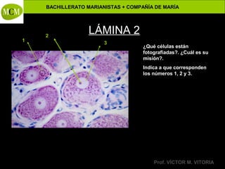 BACHILLERATO MARIANISTAS + COMPAÑÍA DE MARÍA

1

2

Anatomía y Fisiología Humanas -

LÁMINA 2
3

¿Qué células están
fotografiadas?. ¿Cuál es su
misión?.
Indica a que corresponden
los números 1, 2 y 3.

Prof. VÍCTOR M. VITORIA

 