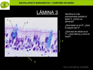 BACHILLERATO MARIANISTAS + COMPAÑÍA DE MARÍA

LÁMINA 3

Identifica lo más
precisamente posible el
tejido 3. ¿Cómo se
alimenta?

1
2

Anatomía y Fisiología Humanas -

¿Qué tejido es el 4?. ¿Qué
lo separa del 3?
¿Qué tipo de célula es la
1?. ¿Qué fabrica y cómo lo
hace?
3

4
Prof. VÍCTOR M. VITORIA

 