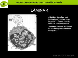 BACHILLERATO MARIANISTAS + COMPAÑÍA DE MARÍA

Anatomía y Fisiología Humanas -

LÁMINA 4
¿Qué tipo de célula está
fotografiada?. ¿Cuál es su
función?. ¿En qué tipo de
tejido se puede encontrar?
¿Qué tipo de microscopio se
ha utilizado para obtener la
fotografía?

Prof. VÍCTOR M. VITORIA

 