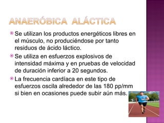  Se  utilizan los productos energéticos libres en
  el músculo, no produciéndose por tanto
  residuos de ácido láctico.
 Se utiliza en esfuerzos explosivos de
  intensidad máxima y en pruebas de velocidad
  de duración inferior a 20 segundos.
 La frecuencia cardíaca en este tipo de
  esfuerzos oscila alrededor de las 180 pp/mm
  si bien en ocasiones puede subir aún más.
 