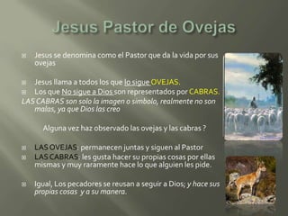    Jesus se denomina como el Pastor que da la vida por sus
    ovejas

  Jesus llama a todos los que lo sigue OVEJAS.
  Los que No sigue a Dios son representados por CABRAS.
LAS CABRAS son solo la imagen o simbolo, realmente no son
   malas, ya que Dios las creo

      Alguna vez haz observado las ovejas y las cabras ?

   LAS OVEJAS: permanecen juntas y siguen al Pastor
   LAS CABRAS: les gusta hacer su propias cosas por ellas
    mismas y muy raramente hace lo que alguien les pide.

   Igual, Los pecadores se reusan a seguir a Dios; y hace sus
    propias cosas y a su manera.
 