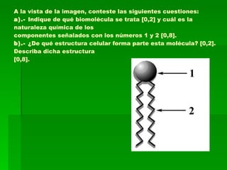 A la vista de la imagen, conteste las siguientes cuestiones: a).-  Indique de qué biomolécula se trata [0,2] y cuál es la naturaleza química de los componentes señalados con los números 1 y 2 [0,8]. b).-  ¿De qué estructura celular forma parte esta molécula? [0,2]. Describa dicha estructura [0,8]. 