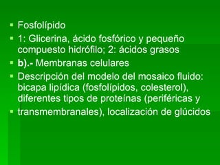 Fosfolípido 1: Glicerina, ácido fosfórico y pequeño compuesto hidrófilo; 2: ácidos grasos b).-  Membranas celulares Descripción del modelo del mosaico fluido: bicapa lipídica (fosfolípidos, colesterol), diferentes tipos de proteínas (periféricas y transmembranales), localización de glúcidos  