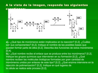 A la vista de la imagen, responda las siguientes cuestiones: a).-  ¿Qué tipo de monómeros están implicados en la reacción? [0,2]. ¿Cuáles son sus componentes? [0,2]. Indique el nombre de las posibles bases que puedan formar parte de ellos [0,2]. Describa dos funciones de estos monómeros [0,4]. b).-  ¿Qué nombre recibe el enlace que se produce entre los monómeros? [0,2]. Indique los grupos químicos que intervienen en su formación [0,2]. ¿Qué nombre reciben las moléculas biológicas formadas por gran cantidad de monómeros unidos por enlaces de este tipo? [0,2]. ¿Qué enzima interviene en la reacción de polimerización? [0,2]. Indique en qué lugares de la célula se realiza este proceso [0,2]. 