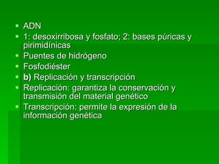 ADN  1: desoxirribosa y fosfato; 2: bases púricas y pirimidínicas  Puentes de hidrógeno  Fosfodiéster  b)  Replicación y transcripción  Replicación: garantiza la conservación y transmisión del material genético  Transcripción: permite la expresión de la información genética 