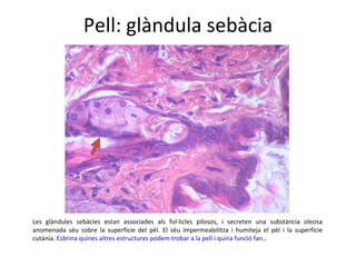 Pell: glàndula sebàcia Les glàndules sebàcies estan associades als fol·licles pilosos, i secreten una substància oleosa anomenada sèu sobre la superfície del pèl. El sèu impermeabilitza i humiteja el pèl i la superfície cutània.  Esbrina quines altres estructures podem trobar a la pell i quina funció fan… 