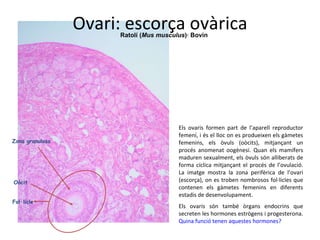 Ovari: escorça ovàrica Fol·licle Zona granulosa Oòcit Ratolí ( Mus musculus )· Bovin Els ovaris formen part de l’aparell reproductor femení, i és el lloc on es produeixen els gàmetes femenins, els òvuls (oòcits), mitjançant un procés anomenat oogènesi. Quan els mamífers maduren sexualment, els òvuls són alliberats de forma cíclica mitjançant el procés de l’ovulació. La imatge mostra la zona perifèrica de l’ovari (escorça), on es troben nombrosos fol·licles que contenen els gàmetes femenins en diferents estadis de desenvolupament. Els ovaris són també òrgans endocrins que secreten les hormones estrògens i progesterona.  Quina funció tenen aquestes hormones? 