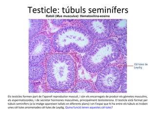 Testicle: túbuls seminífers Ratolí ( Mus musculus )· Hematoxilina-eosina Cèl·lules de Leydig Els testicles formen part de l’aparell reproductor masculí, i són els encarregats de produir els gàmetes masculins, els espermatozoides, i de secretar hormones masculines, principalment testosterona. El testicle està format per túbuls seminífers (a la imatge apareixen tallats en diferents plans) i en l’espai que hi ha entre els túbuls es troben unes cèl·lules anomenades cèl·lules de Leydig.  Quina funció tenen aquestes cèl·lules? 