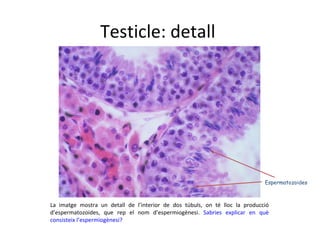 Espermatozoides La imatge mostra un detall de l’interior de dos túbuls, on té lloc la producció d’espermatozoides, que rep el nom d’espermiogènesi.  Sabries explicar en què consisteix l’espermiogènesi? Testicle: detall  
