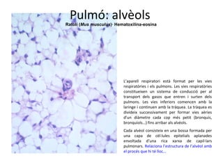 Pulmó: alvèols  Ratolí ( Mus musculus )· Hematoxilina-eosina L’aparell respiratori està format per les vies respiratòries i els pulmons. Les vies respiratòries constitueixen un sistema de conducció per al transport dels gasos que entren i surten dels pulmons. Les vies inferiors comencen amb la laringe i continuen amb la tràquea. La tràquea es divideix successivament per formar vies aèries d’un diàmetre cada cop més petit (bronquis, bronquíols…) fins arribar als alvèols. Cada alvèol consisteix en una bossa formada per una capa de cèl·lules epitelials aplanades envoltada d’una rica xarxa de capil·lars pulmonars.  Relaciona l’estructura de l’alvèol amb el procés que hi té lloc… 