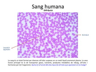 Sang humana Leucòcit: neutròfil Eritròcit   Diff-Quick La sang és un teixit format per diverses cèl·lules suspeses en un medi líquid anomenat plasma. La seva funció principal és la de transportar gasos, nutrients, productes metabòlics de rebuig, cèl·lules i hormones per tot l’organisme.  Quina és la funció dels dos tipus de cèl·lules que apareixen en la imatge? 