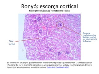 Ronyó: escorça cortical Corpuscle renal:glomèrul de Malpighi envoltat per espais estrets de Bowman Túbul cortical Ratolí ( Mus musculus )· Hematoxilina-eosina Els ronyons són uns òrgans que es troben en parella formant part de l’aparell excretor. La unitat estructural i funcional del ronyó és el nefró: consisteix en un corpuscle renal més un túbul renal llarg i plegat. El ronyó humà conté aproximadament un milió de nefrons.  Quina és la funció del nefró? 