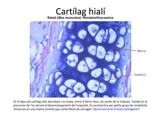 Cartílag hialí Ratolí ( Mus musculus )· Hematoxilina-eosina Condròcit Matriu És el tipus de cartílag més abundant i es troba, entre d’altres llocs, als anells de la tràquea. També és el precursor de l’os durant el desenvolupament de l’esquelet. Es caracteritza per petits grups de condròcits immersos en una matriu amorfa que conté fibres de col·lagen.  Quina funció té el teixit cartilaginós? 