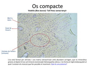 Os compacte Sistema de Havers (osteona) Canal de Havers Vedella ( Bos taurus )· Tall fresc sense tenyir Matriu òssia L’os està format per cèl·lules i una matriu extracel·lular amb abundant col·lagen, que es mineralitza gràcies al dipòsit d’una sal mineral anomenada hidroxiapatita càlcica. L’os forma el rígid endoesquelet al qual s’uneixen els músculs que fan possible el moviment.  Què és una osteona? 